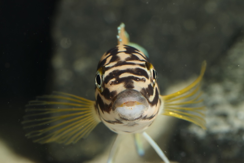 Julidochromis cf. regani 'Mboko Island'